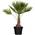 ‎M-Palme-80-100-cm von Gruenwaren Jakubik