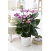 Tropische Lila Flamingoblume von Gardeners Dream
