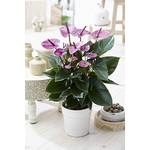 Gardernersdream Tropische Lila Flamingoblume