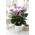 Tropische Lila Flamingoblume von Gardeners Dream