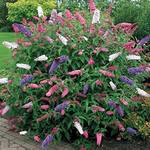 Gardeners Dream ‎BUDTRI 17C