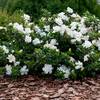 Gardenia Jasminoides von Gardeners Dream