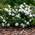 Gardenia Jasminoides von Gardeners Dream