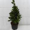 Echter Lorbeerbaum von Gardener's Dream