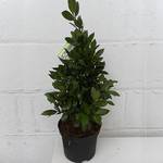 Gardener's Dream Echter Lorbeerbaum