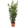 Laurus Nobilis Lorbeer Pflanze von Kentis