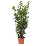 Kentis Laurus Nobilis Lorbeer Pflanze