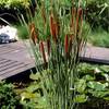 Typha latifolia von Bloomique