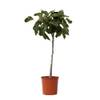 Feigenbaum von Plant in a Box
