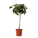 Plant in a Box Feigenbaum