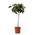 Feigenbaum von Plant in a Box