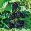 Brombeere Navaho von Garten Schlüter