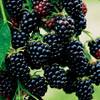 Brombeere Black Satin von Garten Schlüter