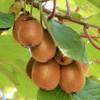 Actinidia Jenny von Baumschule WEDROWSKI w