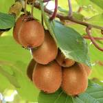 Baumschule Wedrowski w Actinidia Jenny