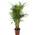 Areca Palme von Gardener's Dream