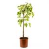 Feigenbaum von Meine Orangerie