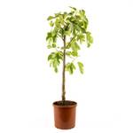 Meine Orangerie Feigenbaum