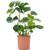 Gardener's Dream Monstera Deliciosa