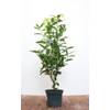 Prunus laurocerasus Genolia von PlantaPro