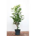 Plantapro Prunus laurocerasus Genolia