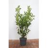 Kirschlorbeer Genolia von PlantaPro