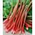 Plantapro Rheum rhabarbarum 'Victoria'