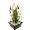 Typha Latifolia von S Vd Velde