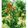 Aprikosenbaum Prunus armeniaca von BALDUR Garten