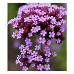 Baldur Garten Argentinisches Eisenkraut