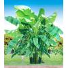 Bananenbaum Musa basjoo von BALDUR Garten