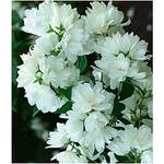 Baldur Garten Bauern-Jasmin