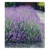 Blauer Lavendel von BALDUR Garten