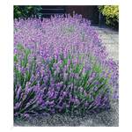 Baldur Garten Blauer Lavendel