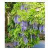 Blauregen 'Blue Moon' H-7767 von BALDUR Garten