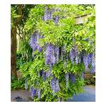 Baldur Garten Blauregen 'Blue Moon' H-7767
