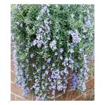 Baldur Garten Blue Cascade