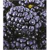 Brombeeren Big Max XXL von BALDUR Garten