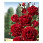 Baldur Garten Delbard