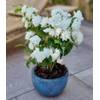 Duftender Gartenjasmin von BALDUR Garten
