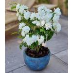 Baldur Garten Duftender Gartenjasmin