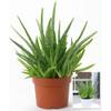 Echte Aloe vera H-7516 von BALDUR Garten