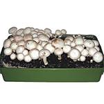 Baldur Garten Edel-Champignons