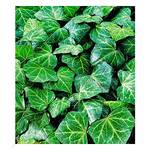 Baldur Garten Efeu 'Baltica' H-2154