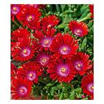 Baldur Garten Eisblume