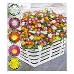 Baldur Garten Eisblumen Wheels of Wonder