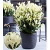 Euonymus Himalaya von BALDUR Garten