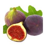 Baldur-Garten Feigenbaum Rouge de Bordeaux