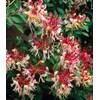 Geißblatt Henry Lonicera von BALDUR Garten