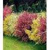 Ginster-Hecke Tricolor von BALDUR Garten